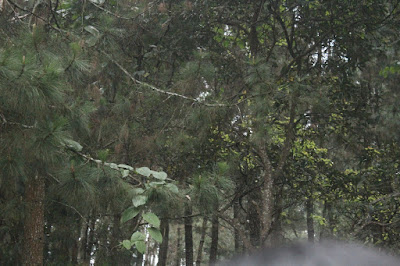 Cisanti OP 1_170511_0039.jpg