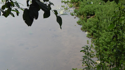 DSCN8249.JPG