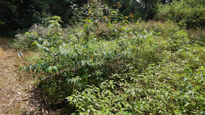DSCN8112.JPG