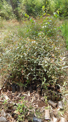 DSCN8126.JPG