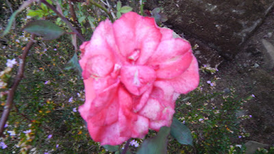 DSCN8339.JPG