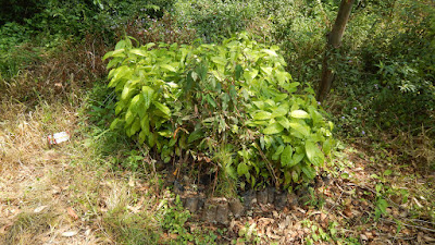 DSCN8125.JPG