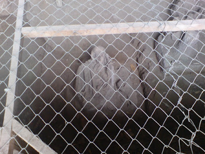 DSC00110.jpg