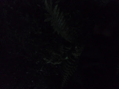 SAM_0135.JPG