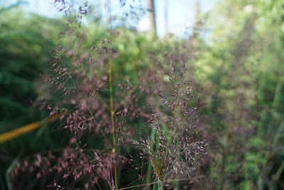DSC02081.JPG