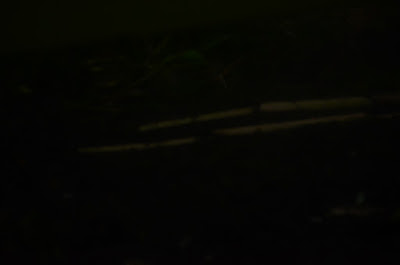 DSC_1176.JPG