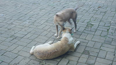 DSC02925.JPG