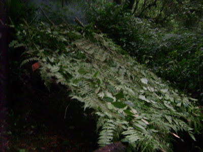 DSC00069.JPG
