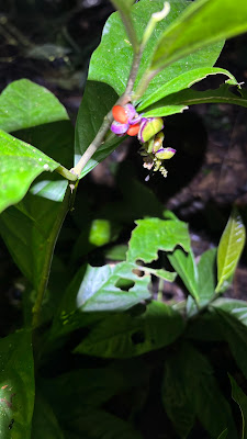 IMG_4731.HEIC