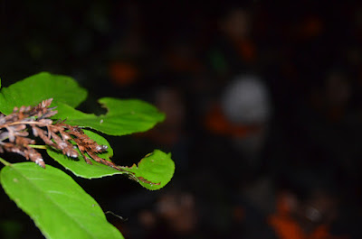 DSC_0277.JPG