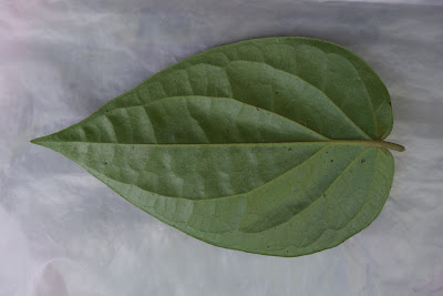 DSCF2194.JPG