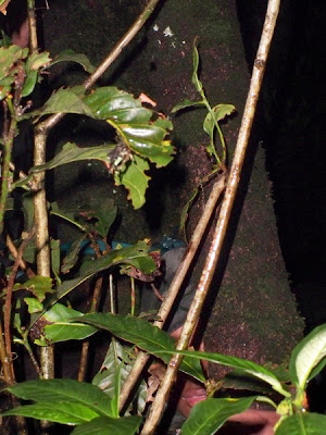 100_2402.JPG