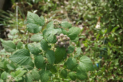 DSC02117.JPG
