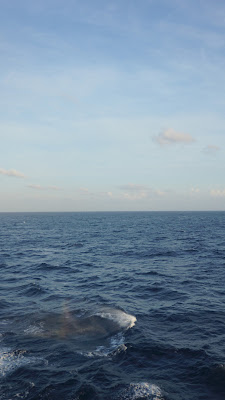 DSC02837.JPG