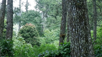 DSCF6473.MOV