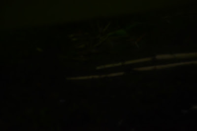 DSC_1177.JPG