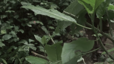 00040.MTS