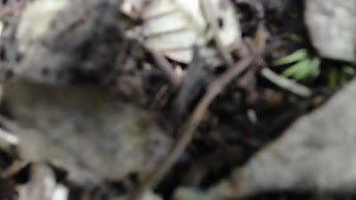 DJI_0117_001.MP4