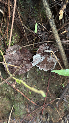IMG_4635.HEIC