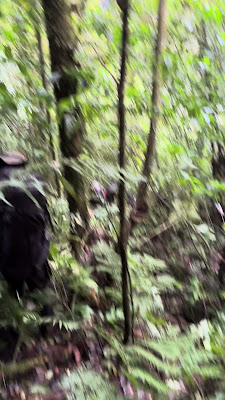 IMG_0531.MOV