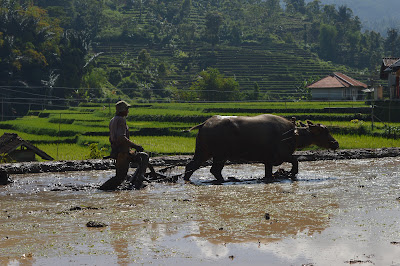 DSC_0100.JPG