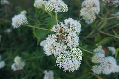 DSC02039.JPG