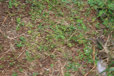 IMG_2435.JPG