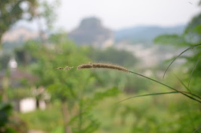 DSC_4767.JPG