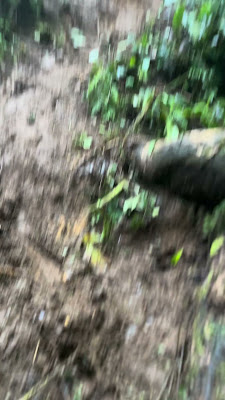 IMG_7305.MOV