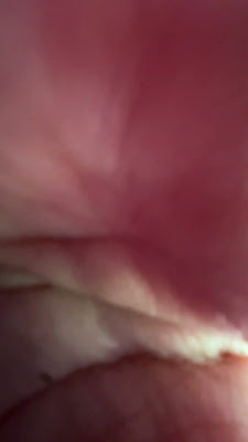 IMG_0686.MOV
