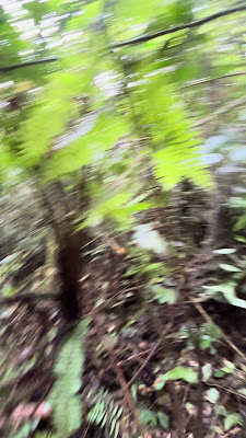 IMG_0536.MOV