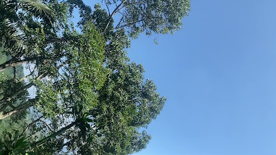 IMG_1133.MOV
