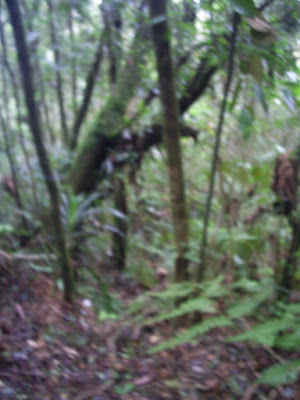 Survey PDA XIV Gunung Hutan dan SAR - 025.JPG