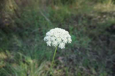 DSC02083.JPG