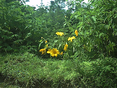 Survey PenDas KF Gunung Hutan - 058.jpg