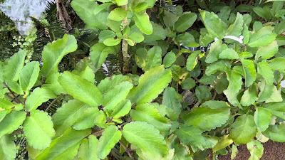 IMG_5126.MOV