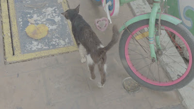 20260811_143540.mp4