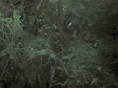 Survey PenDas KF Gunung Hutan - 035.jpg