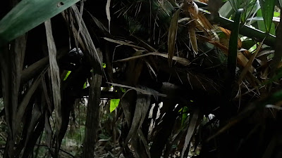DSCF6482.MOV