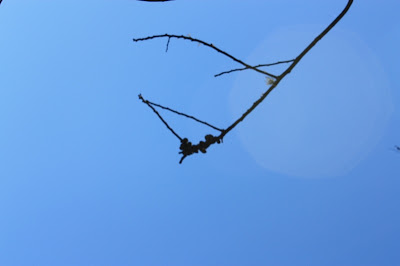 IMG_1740.JPG