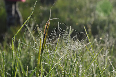DSC_0375.JPG