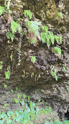 IMG_9832.HEIC