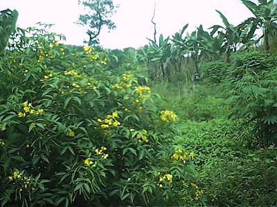 Survey PenDas KF Gunung Hutan - 055.jpg