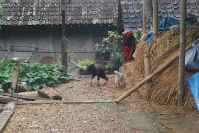 DSC_0068.NEF