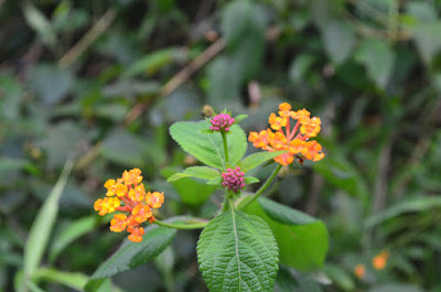 DSC_0398.JPG