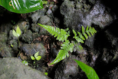 _MG_0452.JPG