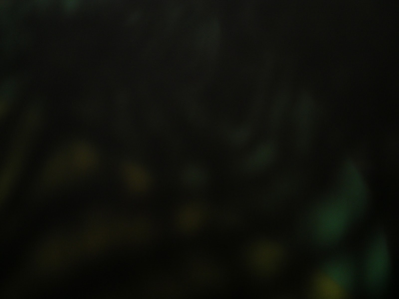 DSCN7333.JPG