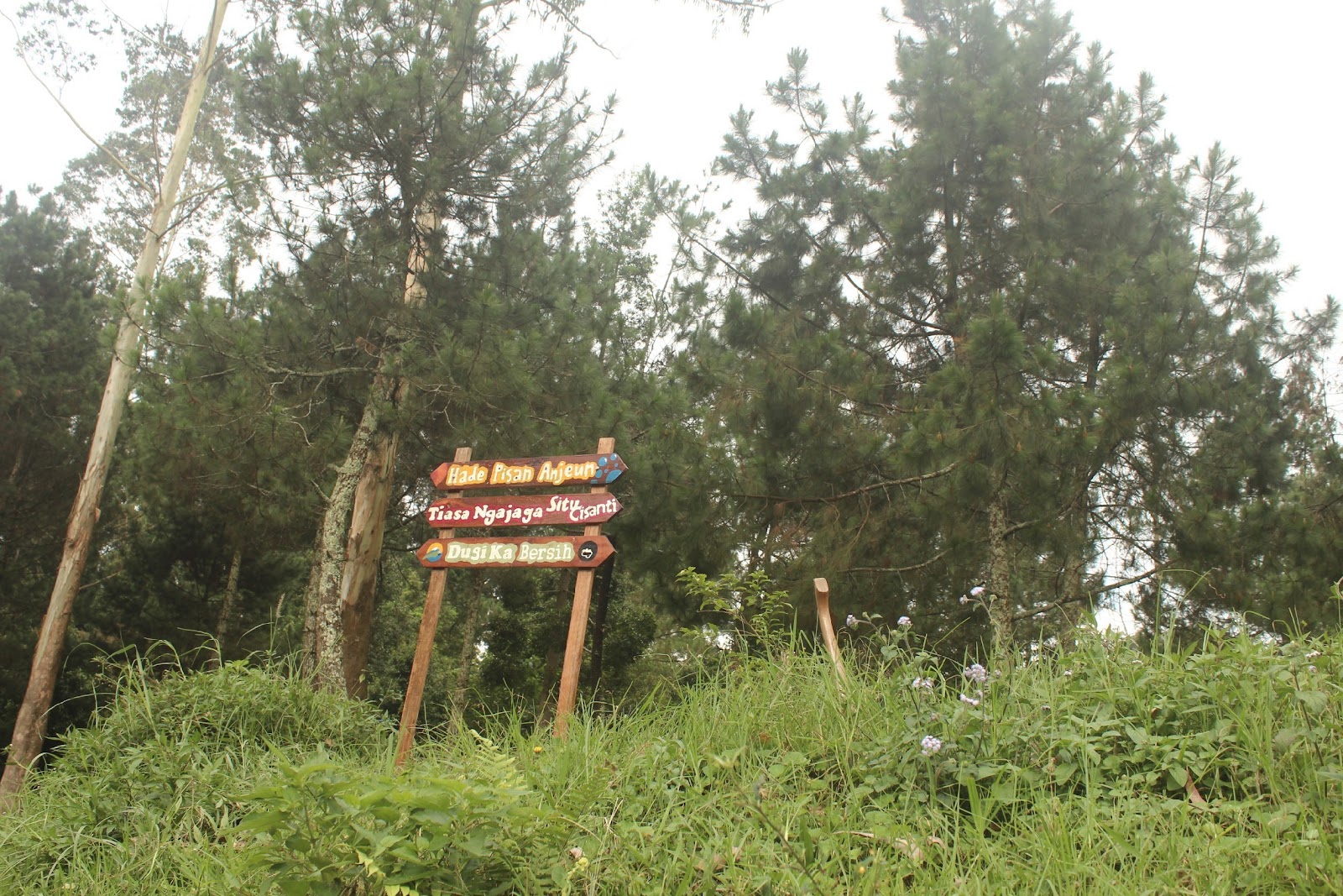 Cisanti OP 1_170511_0046.jpg