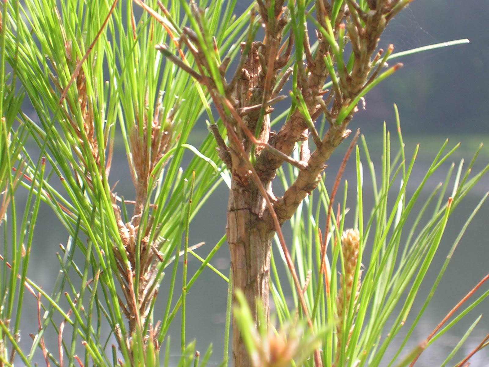 DSCN7303.JPG