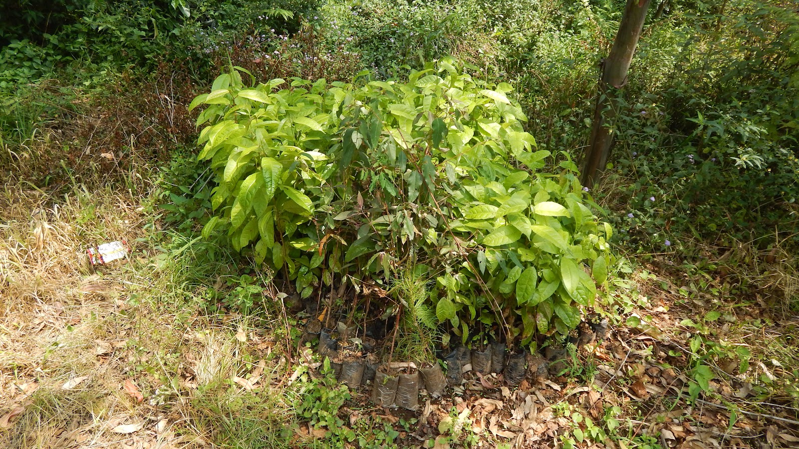 DSCN8125.JPG
